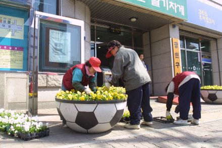 구청 앞 새봄맞이 꽃 단장 의 사진4