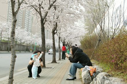 2006 벚꽃십리길 의 사진