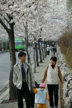 2006 벚꽃십리길 의 사진3