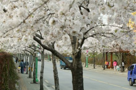2006 벚꽃십리길 의 사진4