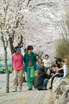 2006 벚꽃십리길 의 사진5