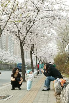 2006 벚꽃십리길 의 사진7