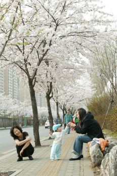 2006 벚꽃십리길 의 사진8