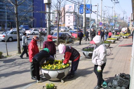 구청 앞 새봄맞이 꽃 단장 의 사진5