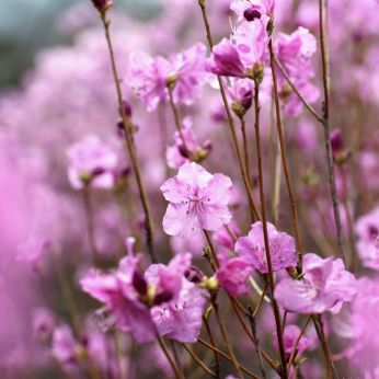 진달래꽃 의 사진57