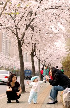 2006 벚꽃십리길 의 사진10