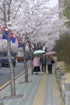 2003년 금천 벚꽃 십리길 개막행 의 사진16