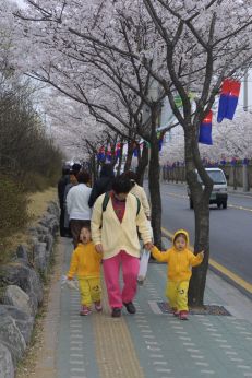 2003년 금천 벚꽃 십리길 개막행 의 사진18