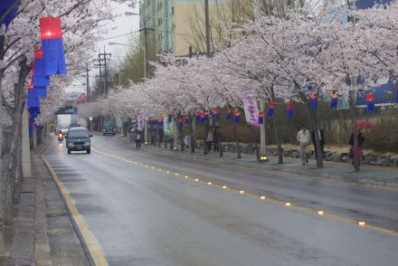 2003년 금천 벚꽃 십리길 개막행 의 사진19