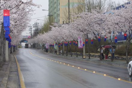 2003년 금천 벚꽃 십리길 개막행 의 사진20