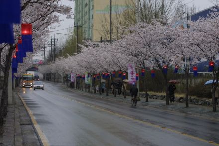 2003년 금천 벚꽃 십리길 개막행 의 사진21