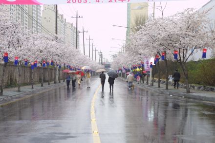 2003년 금천 벚꽃 십리길 개막행 의 사진27