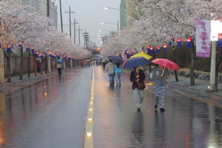 2003년 금천 벚꽃 십리길 개막행 의 사진29