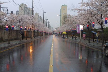 2003년 금천 벚꽃 십리길 개막행 의 사진30