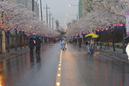 2003년 금천 벚꽃 십리길 개막행 의 사진31