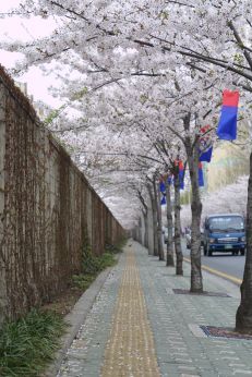 2003년 금천 벚꽃 십리길 개막행 의 사진54