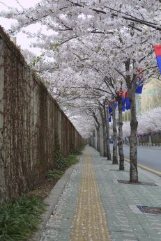2003년 금천 벚꽃 십리길 개막행 의 사진55