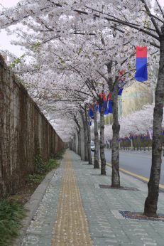 2003년 금천 벚꽃 십리길 개막행 의 사진56