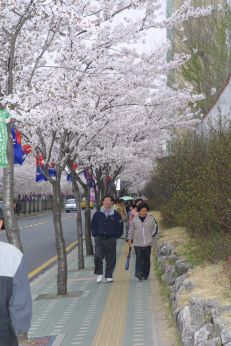 2003년 금천 벚꽃 십리길 개막행 의 사진62