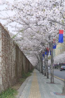 2003년 금천 벚꽃 십리길 개막행 의 사진97