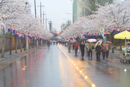 2003년 금천 벚꽃 십리길 개막행 의 사진112