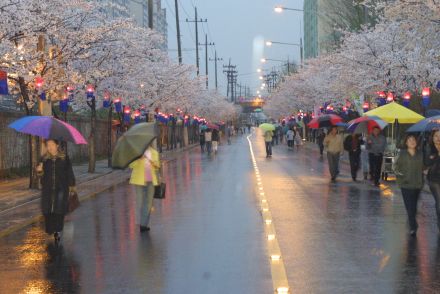 2003년 금천 벚꽃 십리길 개막행 의 사진113