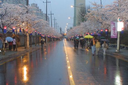 2003년 금천 벚꽃 십리길 개막행 의 사진114