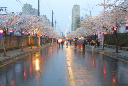 2003년 금천 벚꽃 십리길 개막행 의 사진118