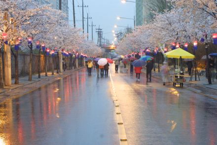 2003년 금천 벚꽃 십리길 개막행 의 사진119