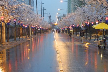 2003년 금천 벚꽃 십리길 개막행 의 사진120