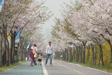 금천한내-벚꽃길(연출) 의 사진2