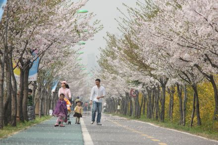금천한내-벚꽃길(연출) 의 사진3
