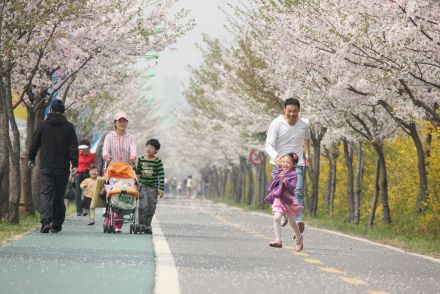 금천한내-벚꽃길(연출) 의 사진4