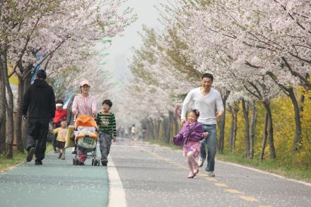 금천한내-벚꽃길(연출) 의 사진5