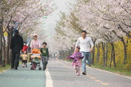 금천한내-벚꽃길(연출) 의 사진6