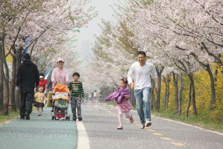 금천한내-벚꽃길(연출) 의 사진7