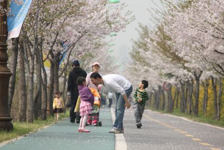 금천한내-벚꽃길(연출) 의 사진8