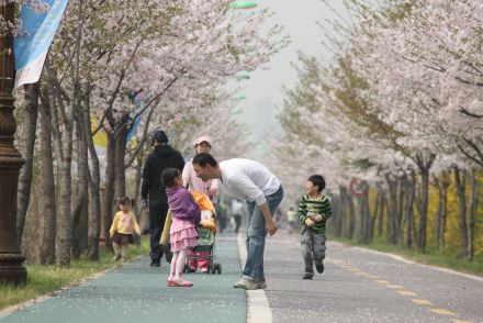 금천한내-벚꽃길(연출) 의 사진9