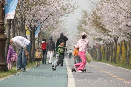 금천한내-벚꽃길(연출) 의 사진11
