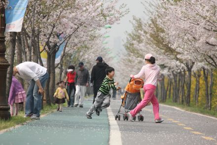 금천한내-벚꽃길(연출) 의 사진12