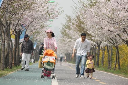 금천한내-벚꽃길(연출) 의 사진13