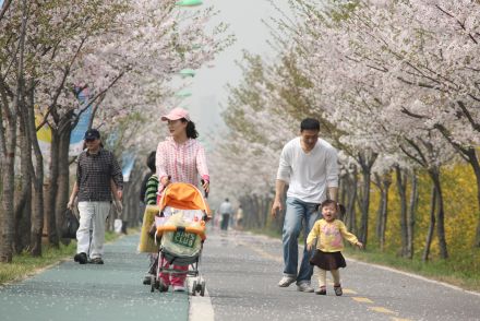 금천한내-벚꽃길(연출) 의 사진14