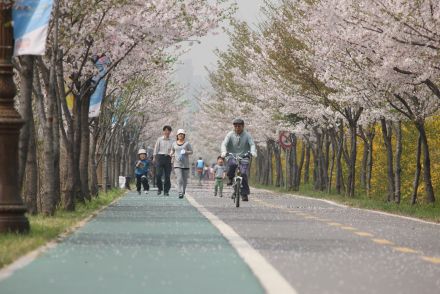 금천한내-벚꽃길(연출) 의 사진15