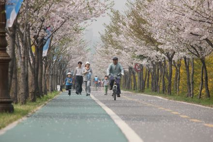 금천한내-벚꽃길(연출) 의 사진16