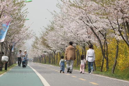 금천한내-벚꽃길(연출) 의 사진17