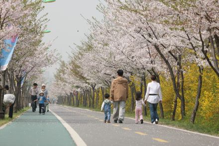 금천한내-벚꽃길(연출) 의 사진18
