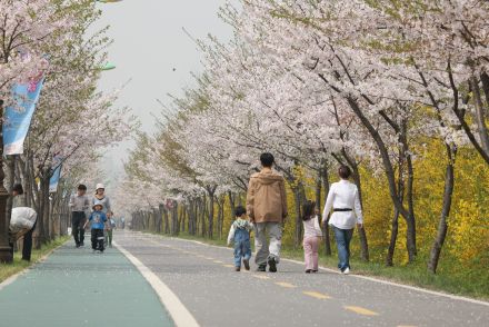 금천한내-벚꽃길(연출) 의 사진19