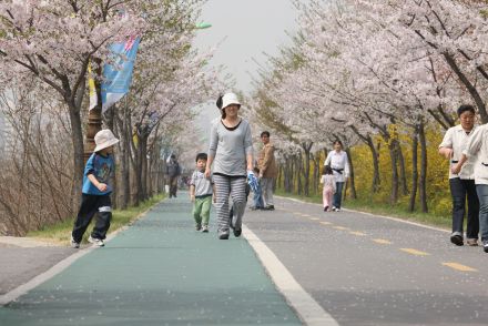 금천한내-벚꽃길(연출) 의 사진20