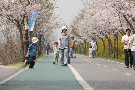 금천한내-벚꽃길(연출) 의 사진21