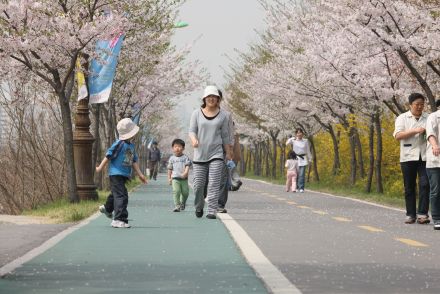 금천한내-벚꽃길(연출) 의 사진22